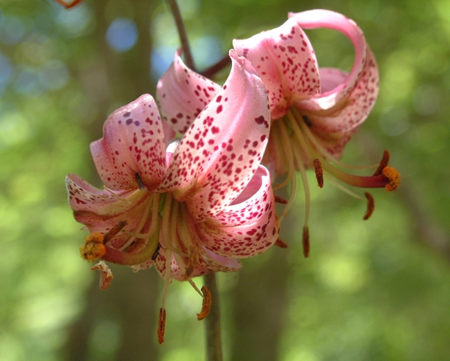 Lilium martagon / Giglio martagone